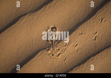 Toad-headed Agama, top body shot, Phrynocephalus mystaceus, Desert National Park, Jaisalmer, Rajasthan, India Stock Photo