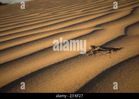 Toad-headed Agama, top body shot, Phrynocephalus mystaceus, Desert National Park, Jaisalmer, Rajasthan, India Stock Photo