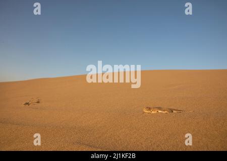 Toad-headed Agama, top body shot, Phrynocephalus mystaceus, Desert National Park, Jaisalmer, Rajasthan, India Stock Photo