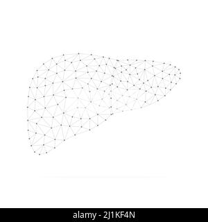 Human liver with low poly black connected dots. Internal organ with triangular linear shapes. Stock Vector
