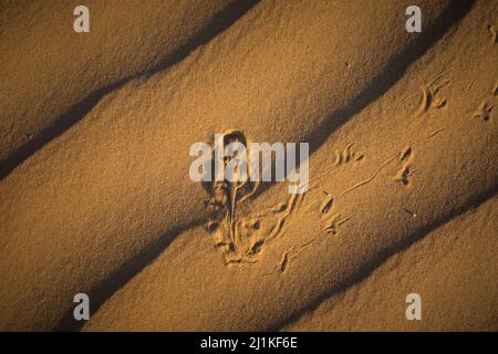 Toad-headed Agama, top body shot, Phrynocephalus mystaceus, Desert National Park, Jaisalmer, Rajasthan, India Stock Photo