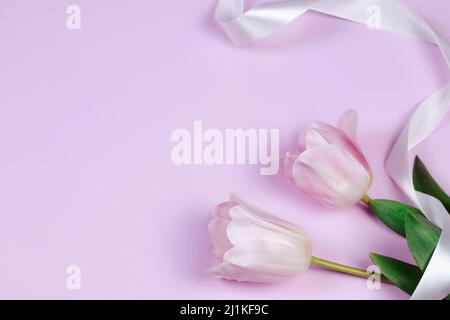 Spring holiday background with pink tulip flowers on pink background. Congratulatory background with copy space. Stock Photo