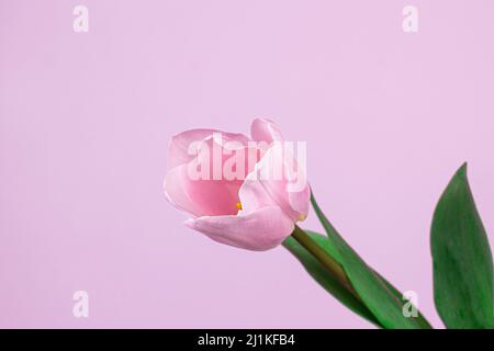 One pink tulip on pink background. Beautiful blossom tulip closeup image, minimal styling with copy space. spring holiday greeting card concept. Stock Photo