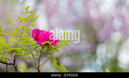 Blooming pink peonies. Pink peonies flowers on a blurred background. opy space Stock Photo