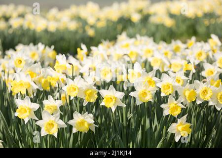 A blanket of bright yellow daffodils in an ornamental garden in early Spring in an English country garden. Stock Photo