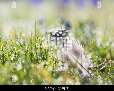 A black and white, spotted guinea fowl feather on dew laden grass on an early spring morning with small blue spring flowers. Stock Photo