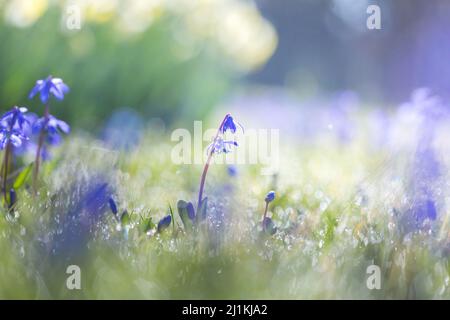 Blue spring flowers on a sunny morning with glistening dew drops sparking in the sunshine. Stock Photo