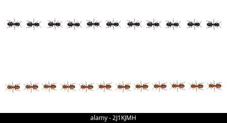 Red and black ants trails walking in a straight line. Realistic vector illustration. Stock Vector