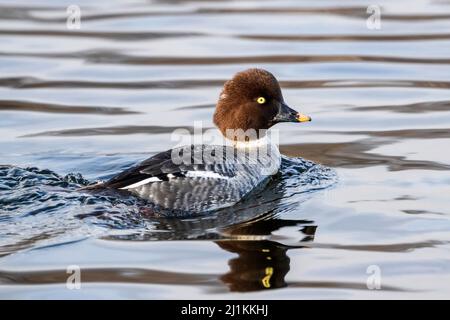 Portrait of a Female Common Goldeneye duck with a lemon yellow eye and auburn head feathers. Observed close up. Stock Photo