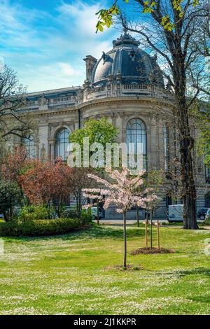 Rear View of the Petit Palais museum and Cherry tree with pink flowers in bloom - Paris Stock Photo