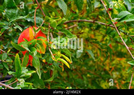 Pomegranate on tree with green leaves Stock Photo