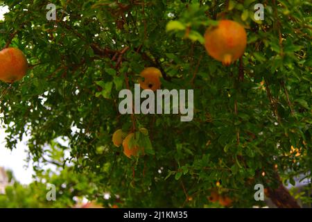 Pomegranate on tree with green leaves Stock Photo