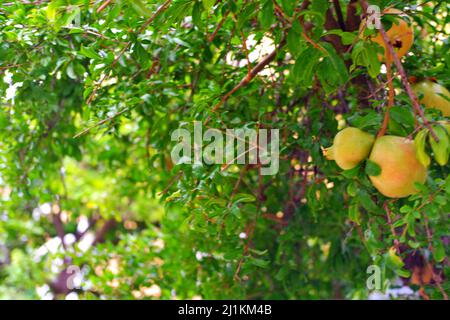 Pomegranate on tree with green leaves Stock Photo