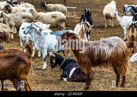 The Aleppo goat has prominent long ears. In northern Cyprus it is kept for its high milk yield. In the village of Akdeniz, which translated means Mediterranean Sea, you get an impression of typical Cypriot country life Stock Photo
