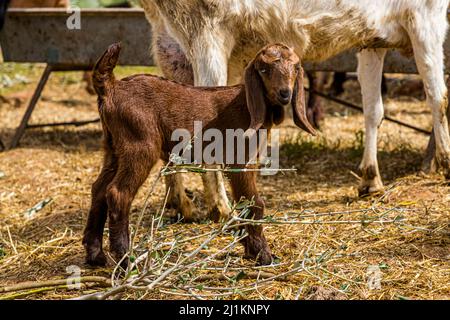 A dark brown, day-old goat kid with long floppy ears stands beside an olive branch near Akdeniz, with the legs of an adult Aleppo goat visible in the background. The Aleppo goat has distinctive long ears and is bred in northern Cyprus for its high milk yield. Akdeniz (Turkish for "Mediterranean Sea") offers a glimpse of typical Cypriot country life, Turkish Republic of Northern Cyprus (TRNC). Stock Photo