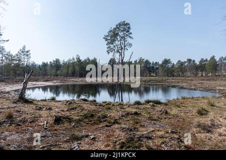 View of a pond on Blackmoor, part of Woolmer Forest,in Hampshire, England, UK Stock Photo