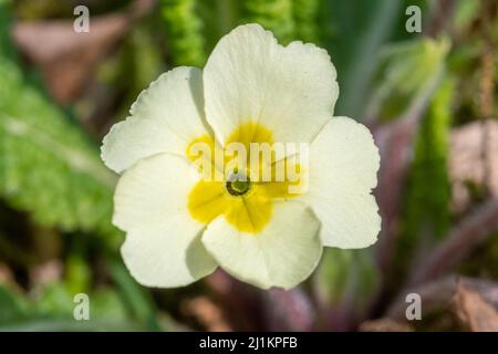 Primrose (Primula vulgaris), close-up of the spring wildflower flowering during March, England, UK. A pin-eyed flower type. Stock Photo