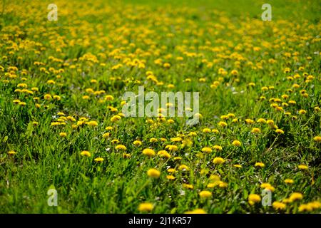 Yellow dandelions in nature in warm summer or spring on meadow Stock Photo