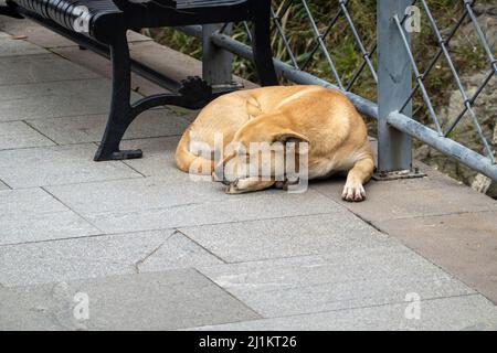 Stray dog lying on pavement near bench and fence and sleeping on summer day in park Stock Photo