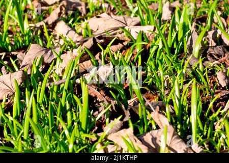 Close up of the first green shoots of spring emerging from beneath the leaf litter of a woodland setting. Stock Photo