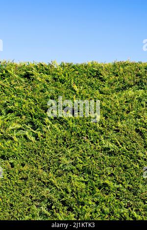 Neatly trimmed Leylandii evergreen boundary hedge predominantly ...