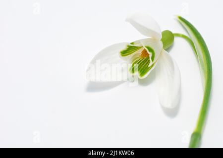 Snowdrop (galanthus nivalis), close up still life of a single open flower lying on a white background, showing the underside of the flower. Stock Photo