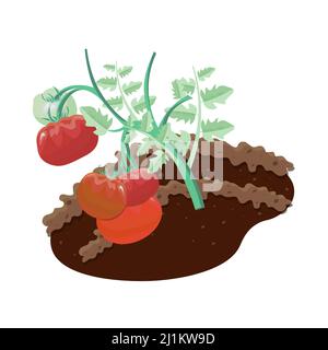 A branch of big fresh tomatoes growing on soil in garden. Isolated vector illustration. Stock Vector