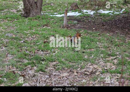 A brown black fluffy squirrel with twisted tail eats nuts in the park Stock Photo