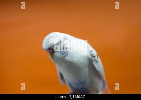 Close-up of Exhibition (Show) Budgerigar Stock Photo