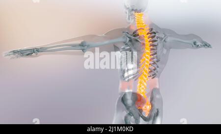 Spinal Cord Vertebral Column Cervical Vertebrae of Human Skeleton System Anatomy Concept. Red on the backbone, medically accurate illustration Stock Photo
