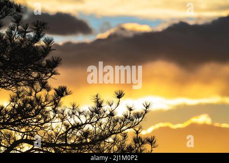 The sun sets behind a Conifer tree in the woods and the sky is filled with differing layers of color and light. Stock Photo