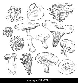 Hand drawn vector sketch of wild mushrooms in doodle style. Shiitake, maitake, agaricus, truffle, chantarelle, champignon, enokitake, honey agaric and Stock Vector