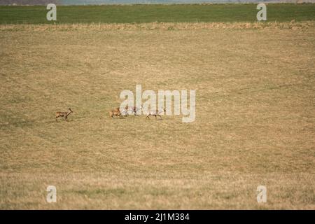 herd of Wild Roe Deer (Capreolus capreolus) on meadowland Stock Photo