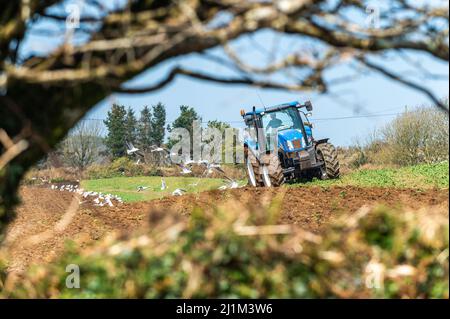 Reenascreena, West Cork, Ireland. 26th Mar, 2022. Reenascreena based farmer, Cian Daly who is in partnership with his grandfather Michael, ploughs a field to plant wheat on a warm, sunny day in West Cork. Cian and Michael farm beef and dairy on 160 acres and Cian was using a New Holland T6050 tractor and Fiskars 5 furrow plough to prepare the field for planting. Credit: AG News/Alamy Live News Stock Photo