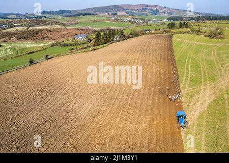 Reenascreena, West Cork, Ireland. 26th Mar, 2022. Reenascreena based farmer, Cian Daly who is in partnership with his grandfather Michael, ploughs a field to plant wheat on a warm, sunny day in West Cork. Cian and Michael farm beef and dairy on 160 acres and Cian was using a New Holland T6050 tractor and Fiskars 5 furrow plough to prepare the field for planting. Credit: AG News/Alamy Live News Stock Photo