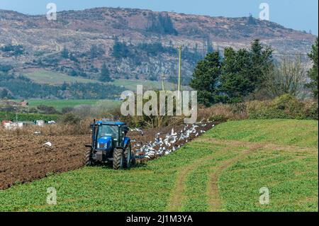 Reenascreena, West Cork, Ireland. 26th Mar, 2022. Reenascreena based farmer, Cian Daly who is in partnership with his grandfather Michael, ploughs a field to plant wheat on a warm, sunny day in West Cork. Cian and Michael farm beef and dairy on 160 acres and Cian was using a New Holland T6050 tractor and Fiskars 5 furrow plough to prepare the field for planting. Credit: AG News/Alamy Live News Stock Photo