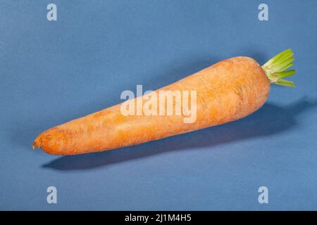 one carrot on blue background Stock Photo