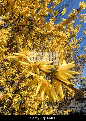close up of spring golden yellow forsythia with defocused background of the plant and dark blue sky Stock Photo