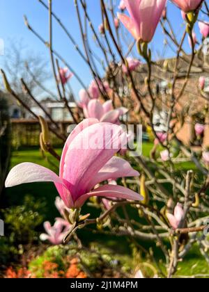 close up of a Magnolia liliiflora pink and red spring flower with defocused flowers background Stock Photo