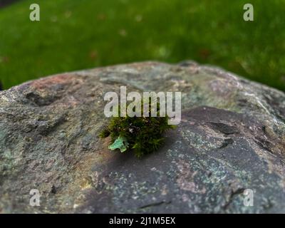 Moss on rock in front of grassy background. The rock is multi-colored and round with edges. Stock Photo
