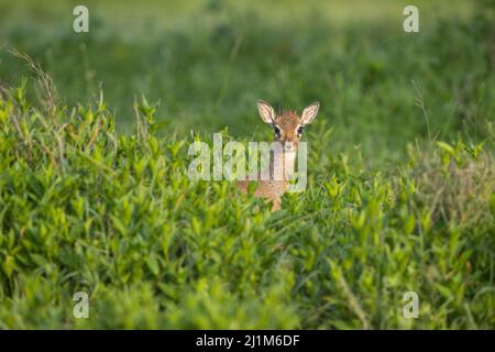 Dik-Dik Peering, Tanzania Stock Photo