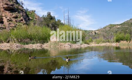 Two canada geese (Branta canadensis) swim in Century Lake in Malibu Creek State Park in Calabasas, California USA Stock Photo