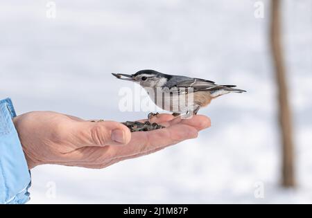 Close up of nuthatch bird perched on hand holding seeds in winter. Stock Photo