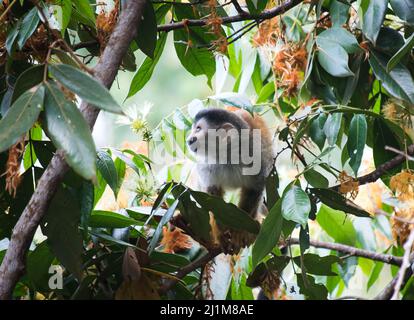 Close up of squirrel monkey on tree branch in Costa Rica. Stock Photo
