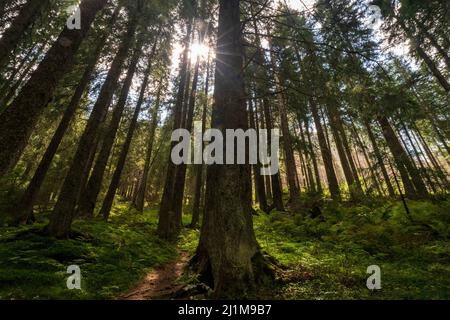 Larch forest with sunlight and shadows at sunset sunrise, sun rays penetrating through trees Stock Photo