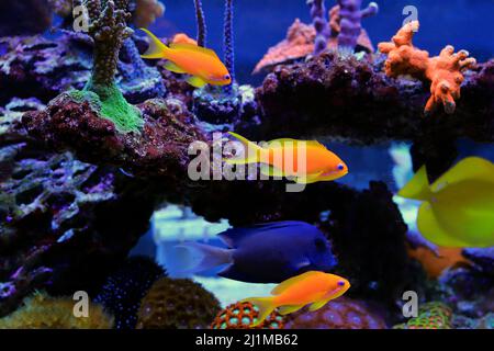 Group of Anthias fishes family in coral reef aquarium tank Stock Photo
