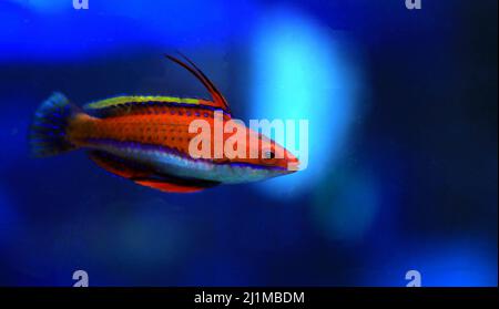 Red Longfin Fairy Wrasse - (Cirrhilabrus rubeus Stock Photo - Alamy