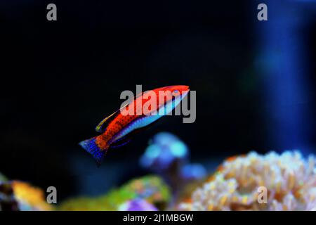 Red Longfin Fairy Wrasse - (Cirrhilabrus rubeus Stock Photo - Alamy