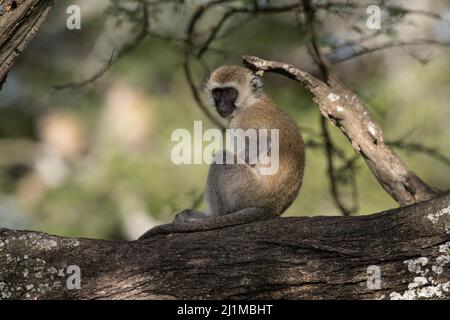 Baby vervet monkeys in Tanzania Stock Photo