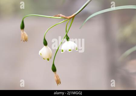 flower of Leucojum aestivum Gravetye giant or Summer snowflake Stock Photo